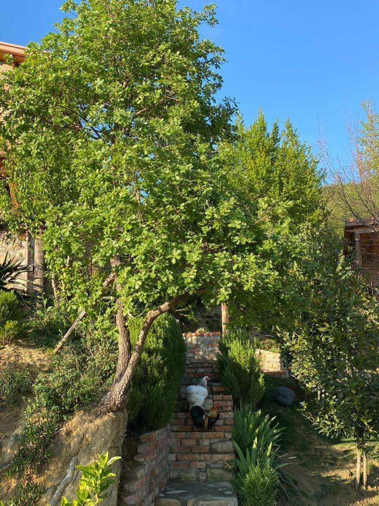 Villa Bujtina Salko Mucaj Exterior foto